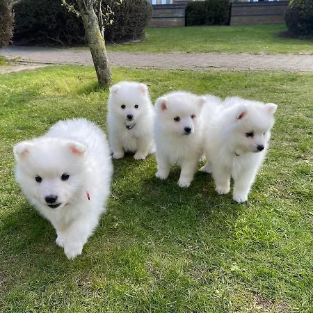 Apartamento Duplex *